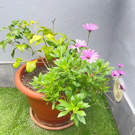 Atico Cue, Parking Gratuito דירה *